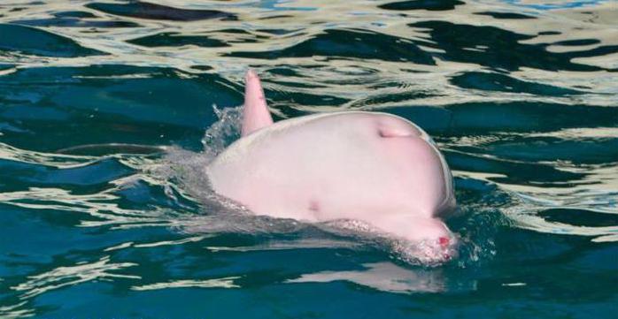 Ci sono dei delfini rosa