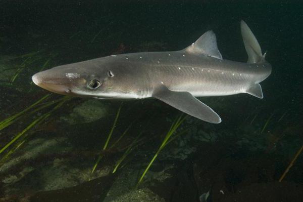 ci sono squali nel Mar Nero nel gelendzhik