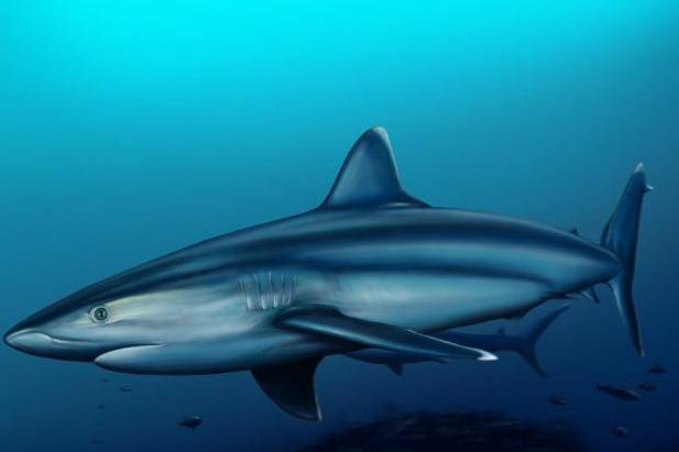ci sono squali nella foto del Mar Nero