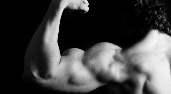 muscoli delle braccia