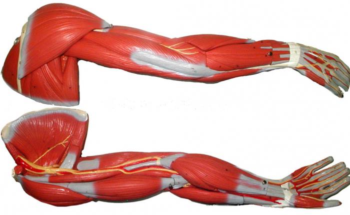 anatomia mięśni ramion
