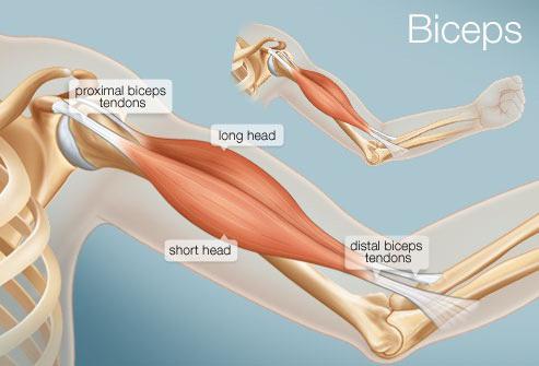 muscoli del braccio umano