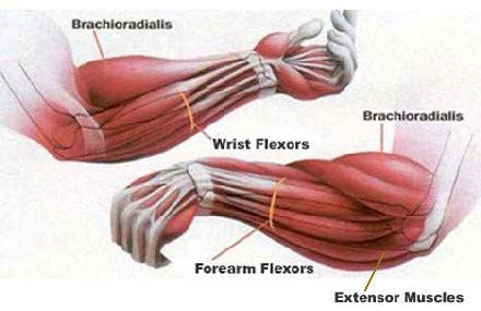 mišiće ruku