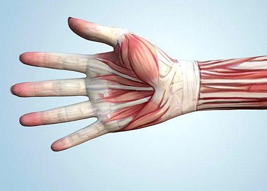 мускули на ръцете