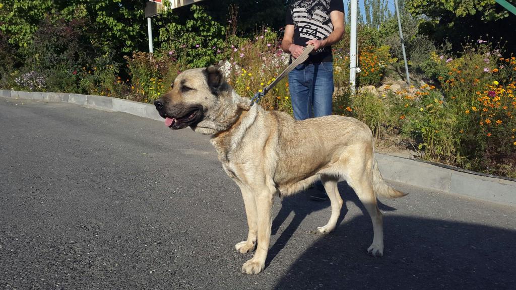 Арменска пасмина паса