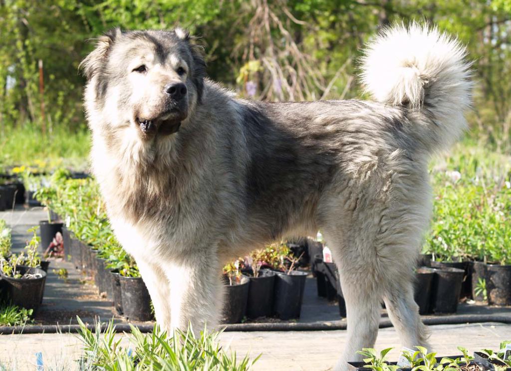 charakteru arménského psa