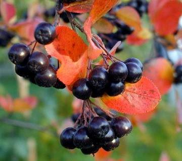 owoce czarnej aronii