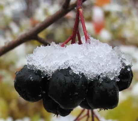 černý ashberry na zimu