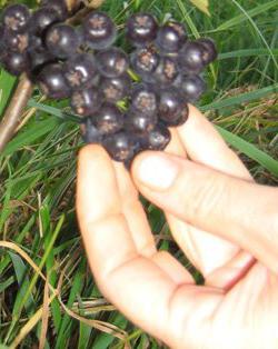 raccolta di aronia