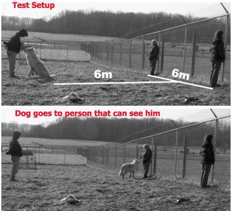 come fa un cane a vedere una persona?