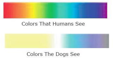 како пси виде боје