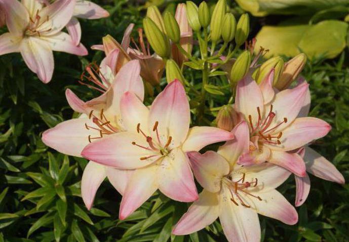 Asiatic Lily Marlene