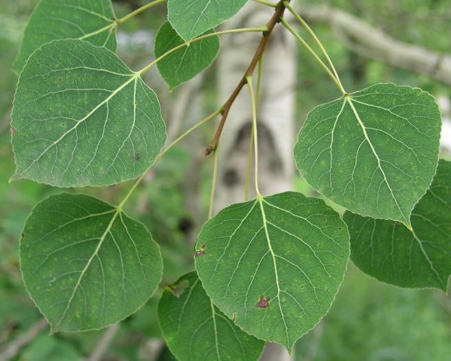 Aspen снимка на дърво и листа