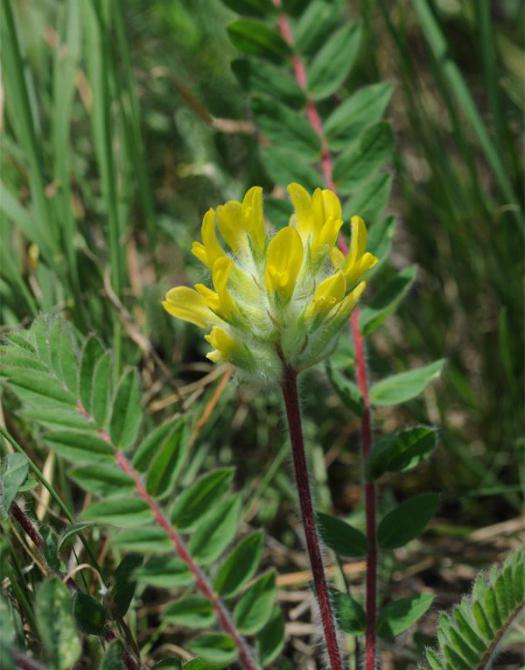vlněný květinový astragalus