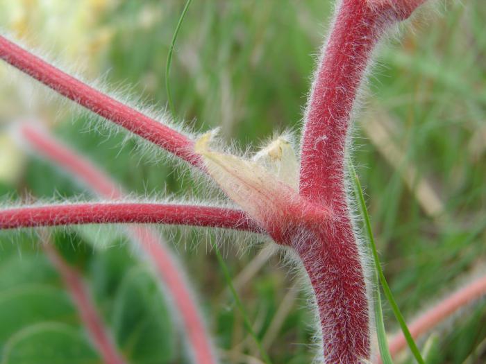 Астрагалус вунено-цветне фотографије