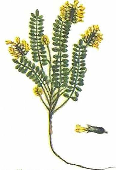 Astragalus woolly-kvetoucí aplikace
