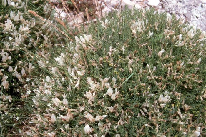 Astragalus trava fotografija