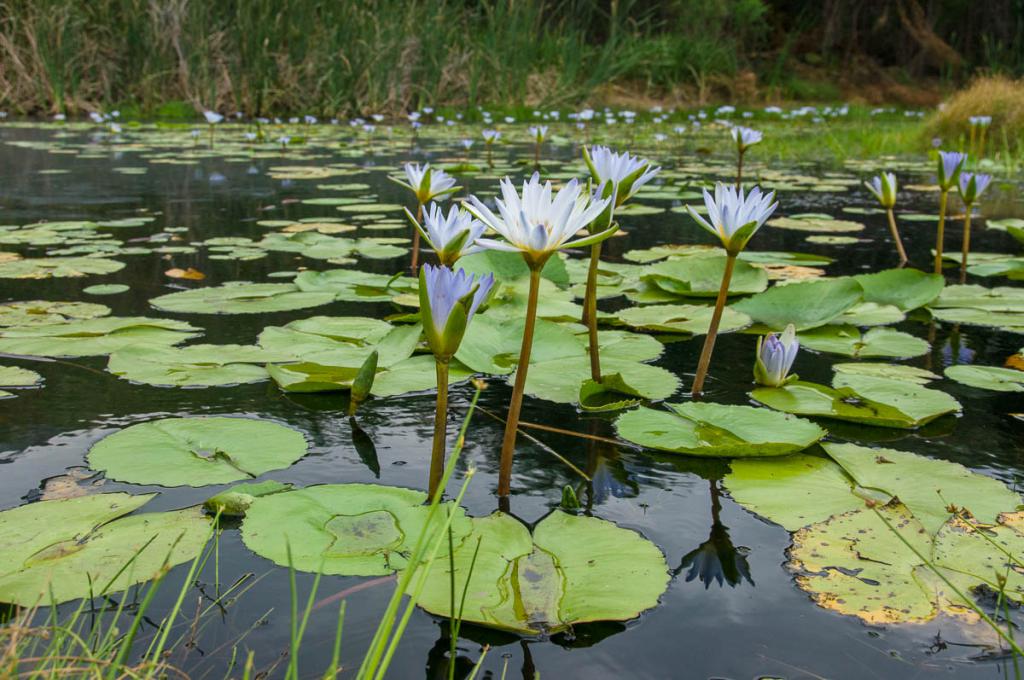 vodne lilije v rezervatu Astrakhan