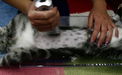 колко струва стерилизирането на котка