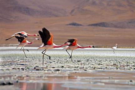 Puščavska narava Atacama