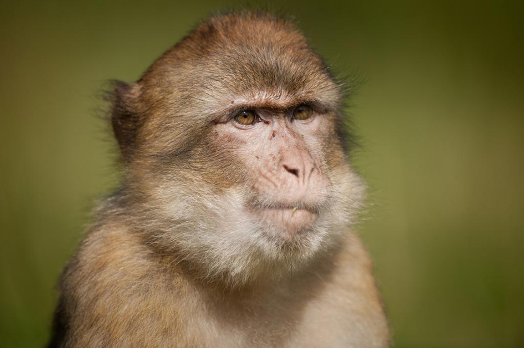 Berberskie makaki