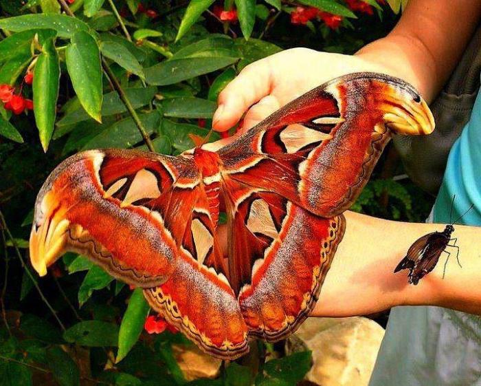 największy motyl na świecie