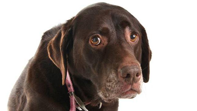 лечение на епилепсия при кучета как да се спре пристъпите