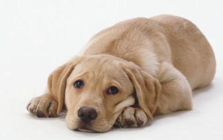 симптоми на епилепсия при кучета