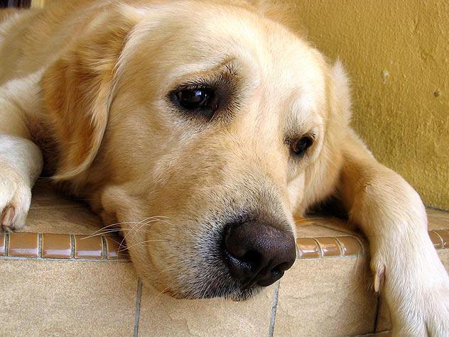 epilessia nei cani trattati