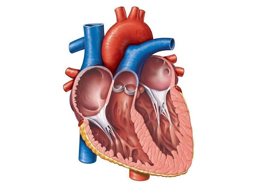 Lidské srdce