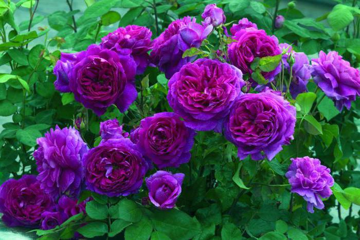 Róże Davida Rostiny