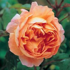 Odmiany o nazwie Ostin roses