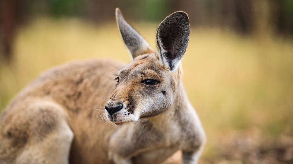 кенгуру австралия