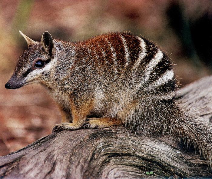 živali, ki živijo v Avstraliji
