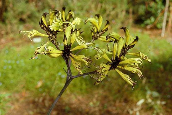 endemics australia rostliny