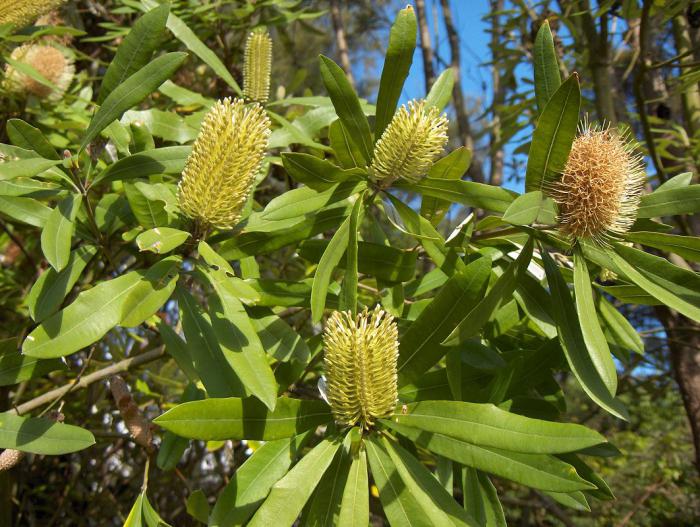 piante di nomi australia