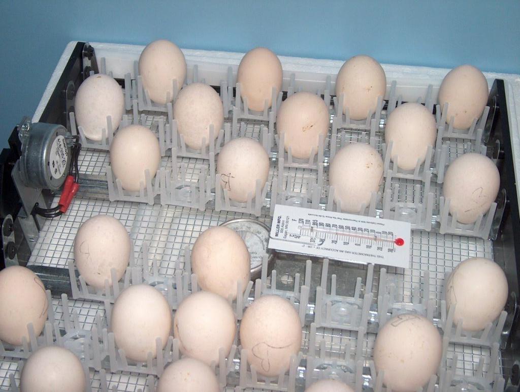 Jajca se bodo vrtela