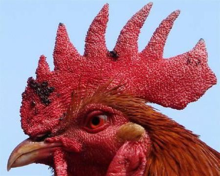sintomi dell'influenza aviaria nei polli