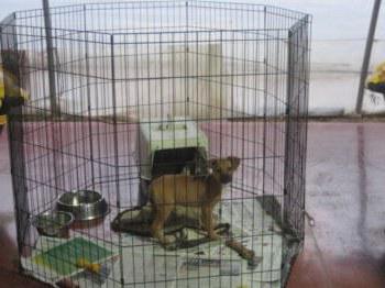 kavezi za pse u stanu