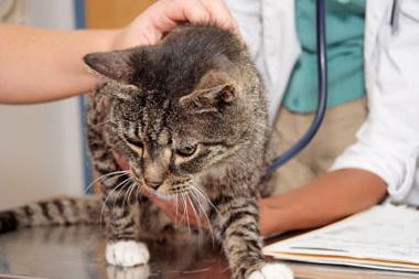 Avitaminóza u koček.  Symptomy