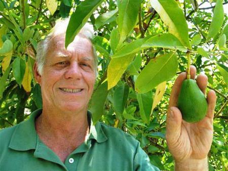 ползи за здравето на мъжете от авокадо