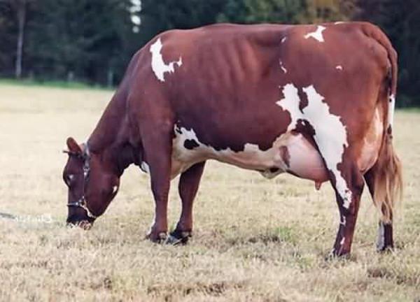 ayrshire krávy plemeno Cena