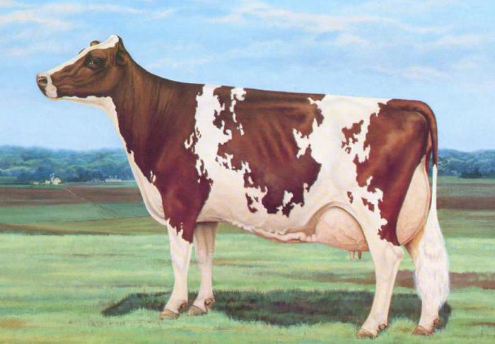 yrshire cow порода цена Цена