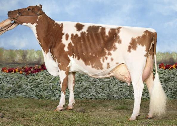 Ayrshire Cows Characteristic