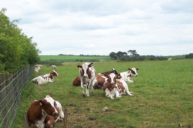 Recenzja krowy Ayrshire