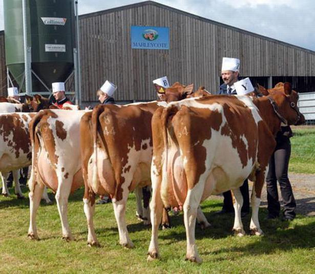 Razza Ayrshire di mucche pro e contro