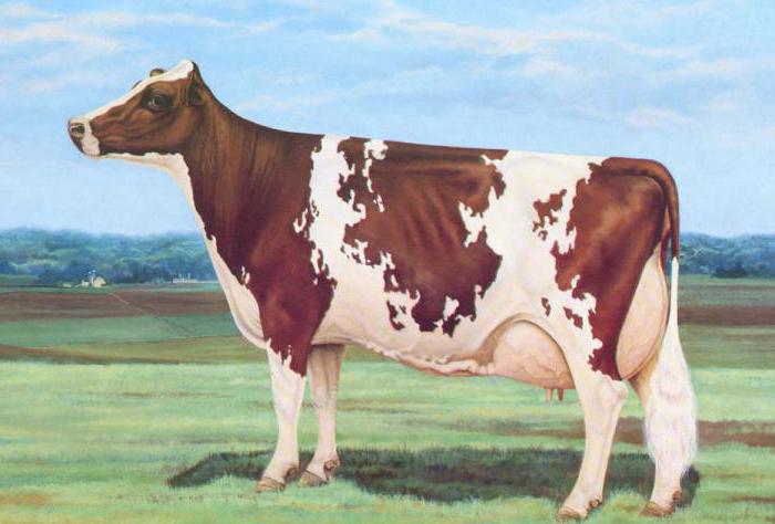 Mlečne krave Ayrshire