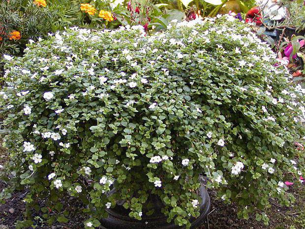 bacopa ampelous care