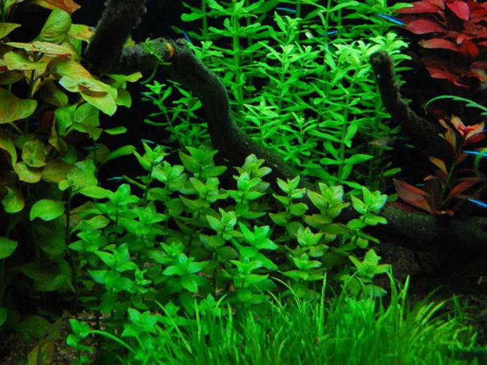 Бацопа царолине биљка за рибњаке