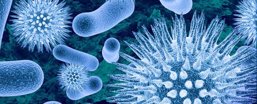 Foto bakterije